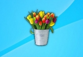 Belle Tulip Flowers